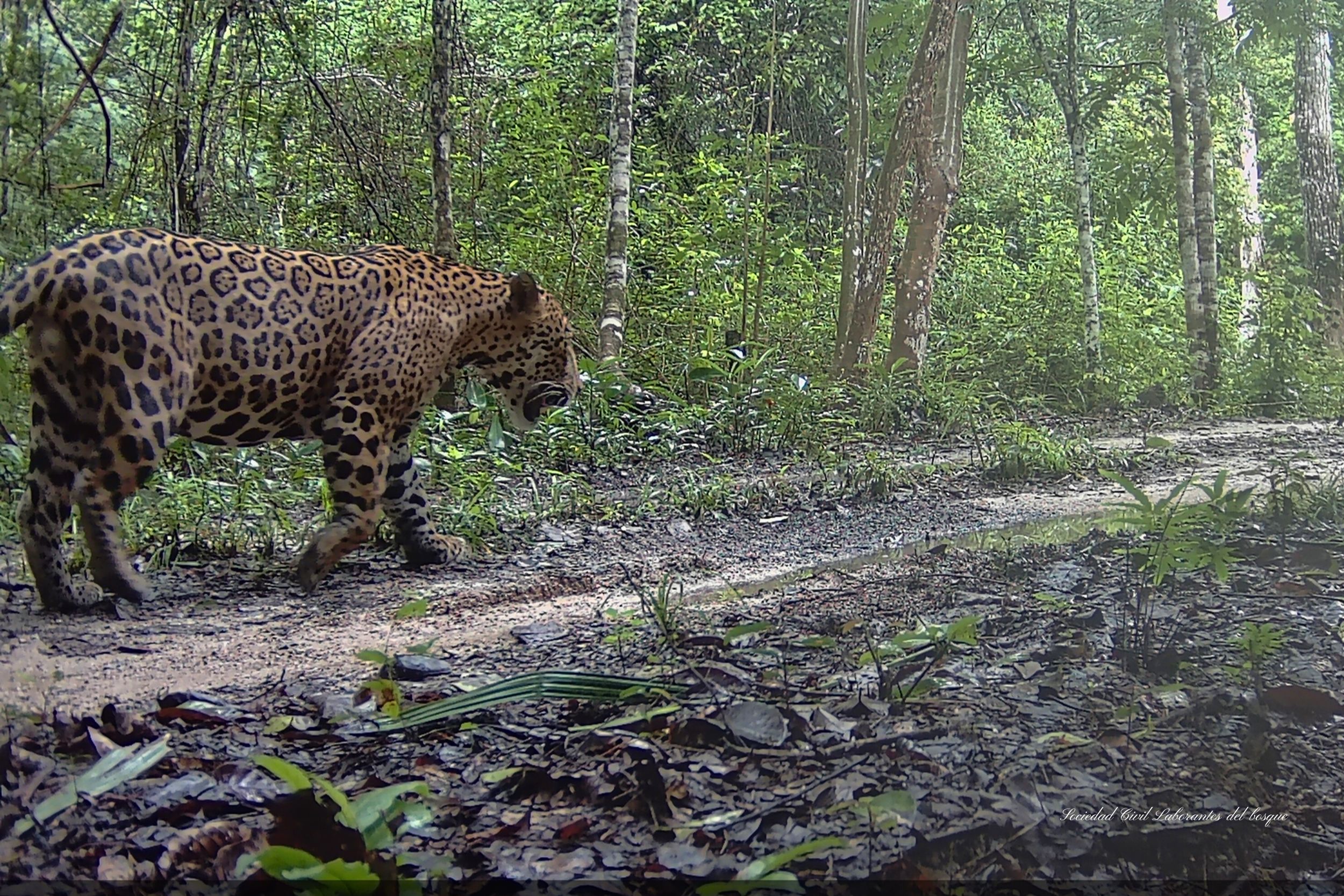 El Jaguar: Símbolo de Conservación y Turismo Sostenible 